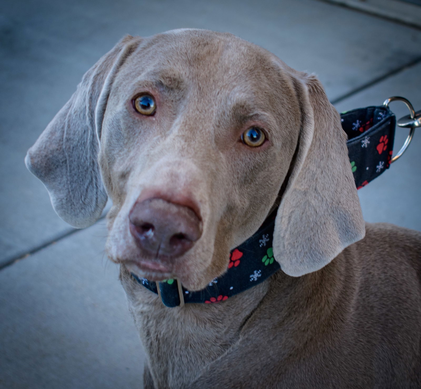 adoptable Dog in Broomfield, CO named Storm