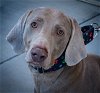 adoptable Dog in broomfield, CO named Storm