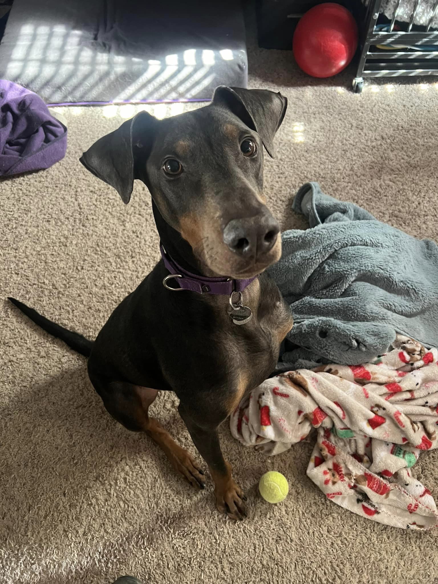 adoptable Dog in Broomfield, CO named Jax