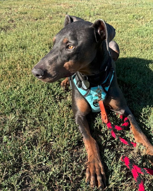 JAX - Doberman Pinscher available for adoption