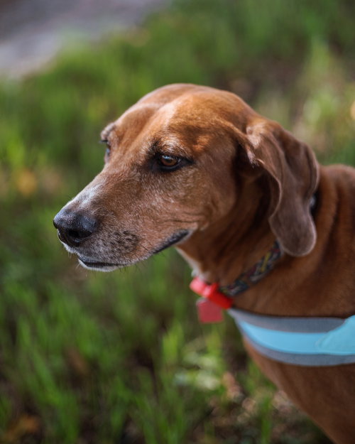 picture of the dog needing adoption