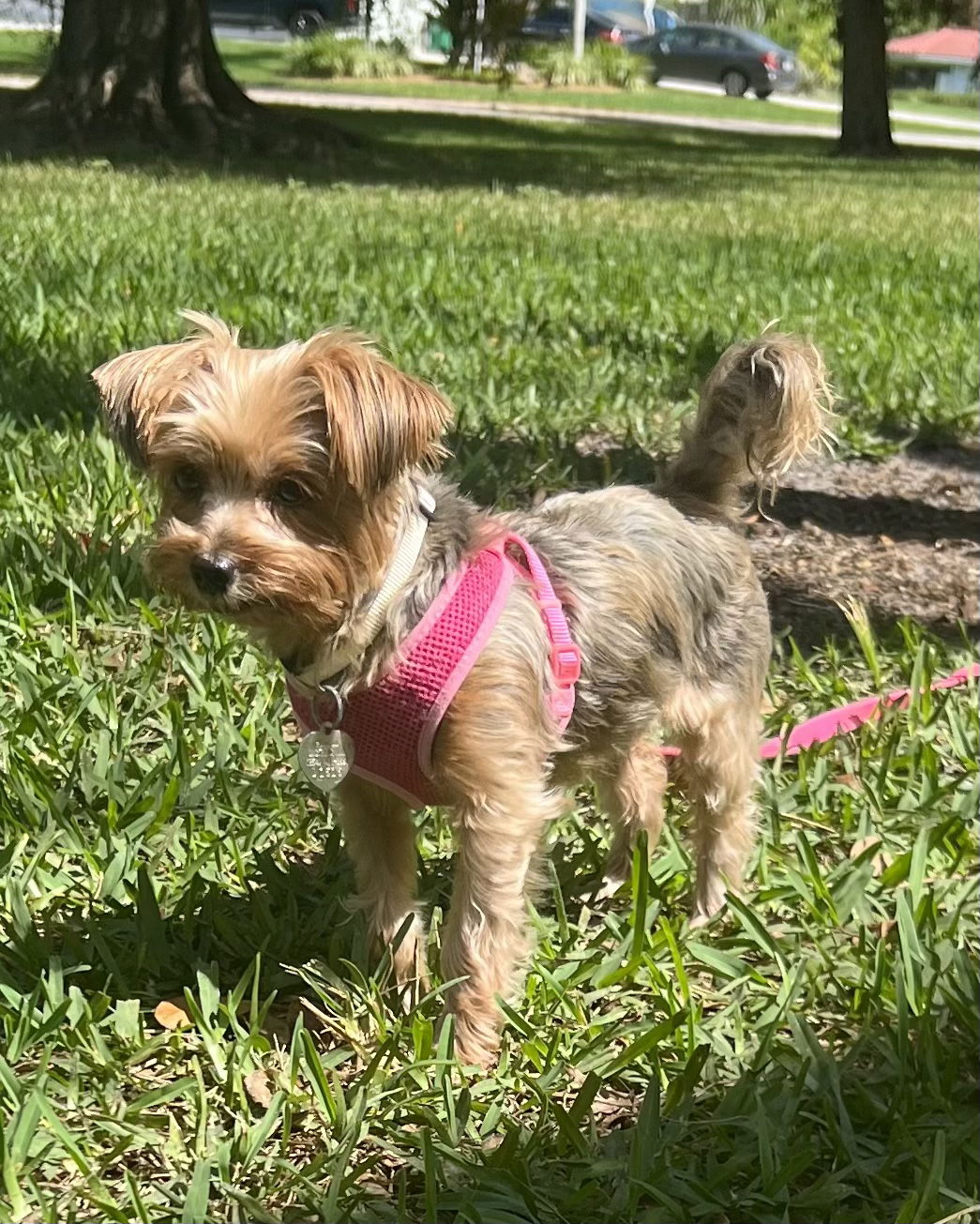 Dog For Adoption Loni A Yorkshire Terrier Yorkie In Broward County 