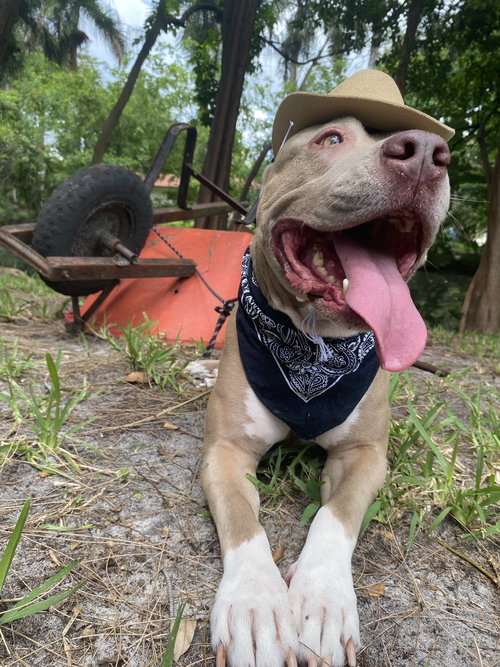 picture of the dog needing adoption