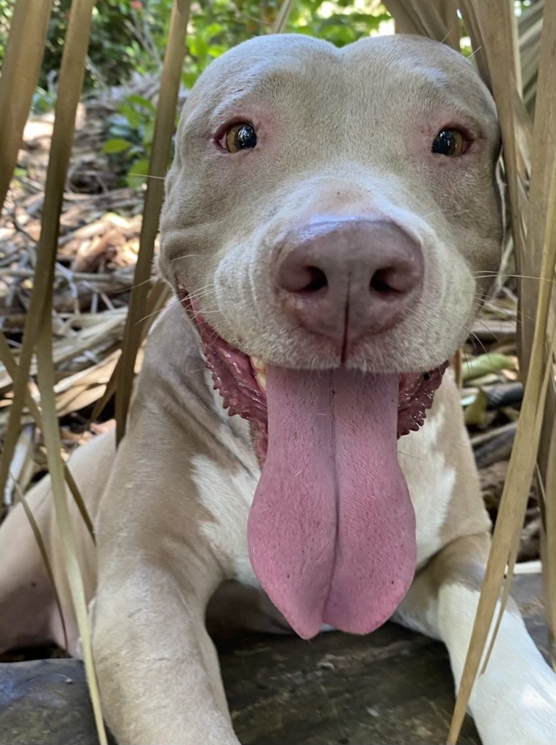 adoptable Dog in Fort Lauderdale, FL named Mawana