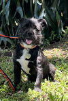 adoptable Dog in Fort Lauderdale, FL named Charm