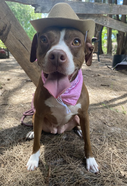 picture of the dog needing adoption