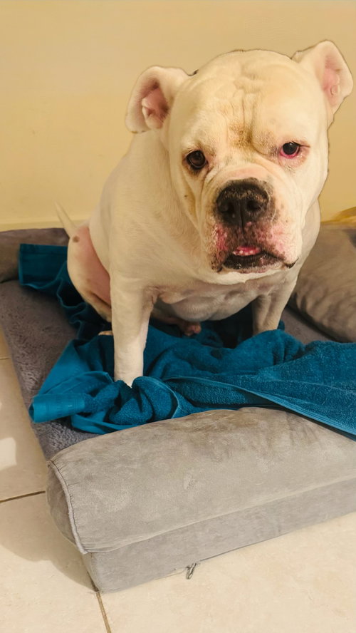 picture of the dog needing adoption