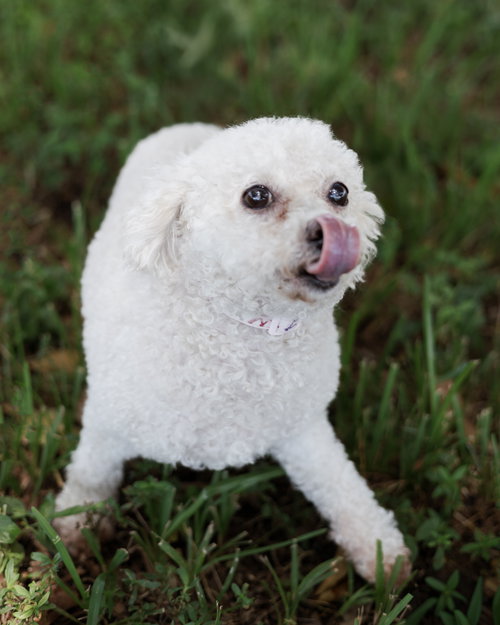 picture of the dog needing adoption