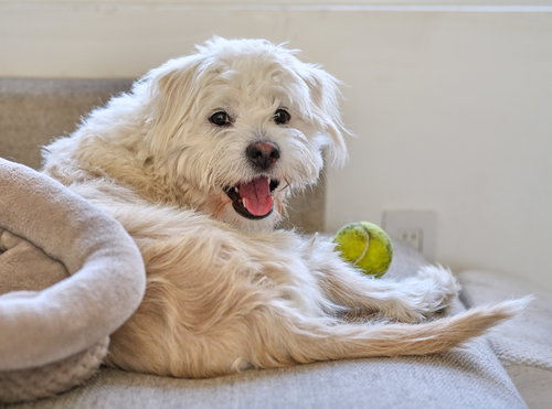 picture of the dog needing adoption