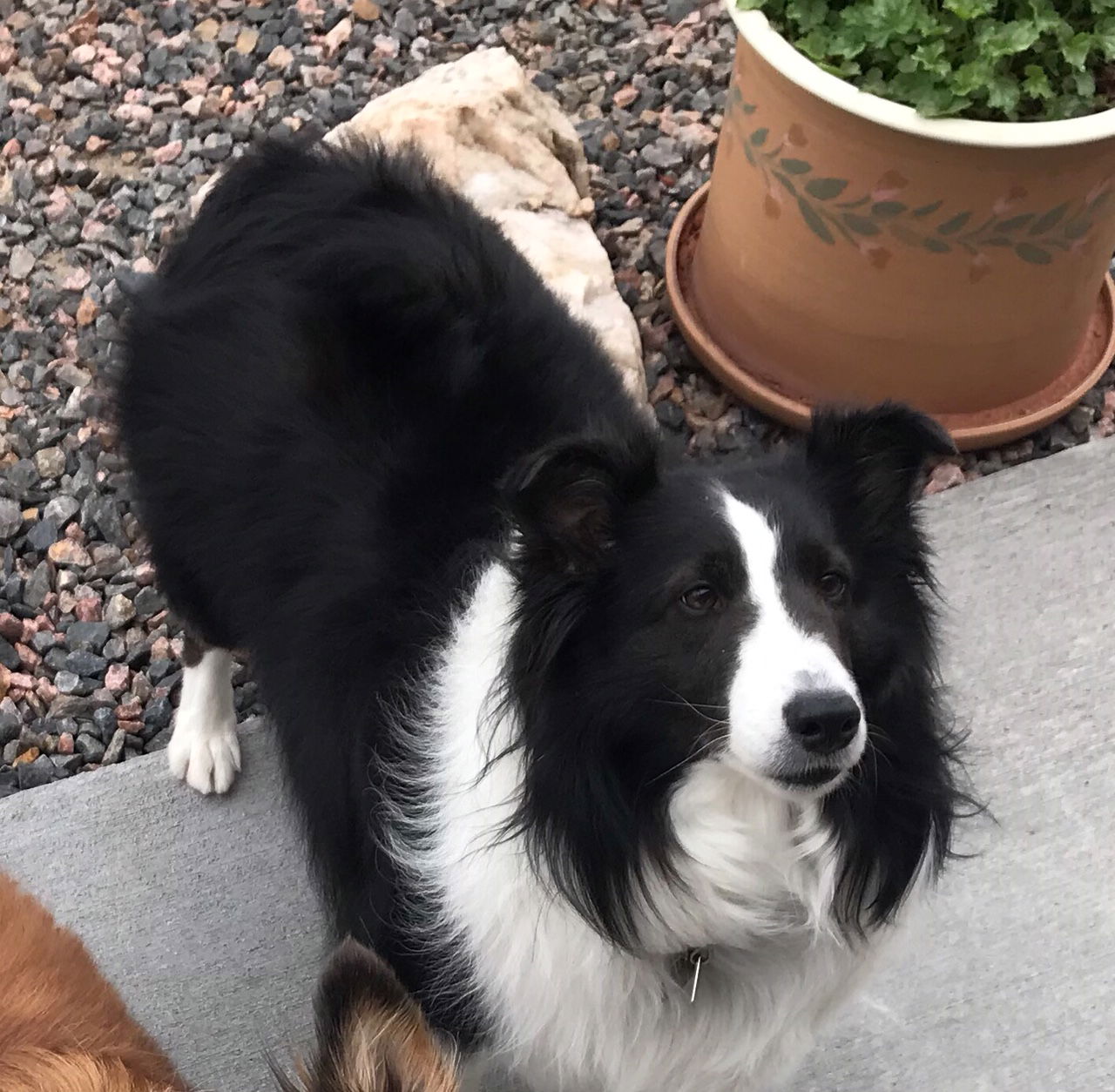 Black and cheap white sheltie