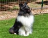 adoptable Dog in pueblo, CO named Ryder