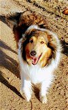 adoptable Dog in pueblo, CO named Rowan