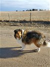 adoptable Dog in pueblo, CO named Ruger