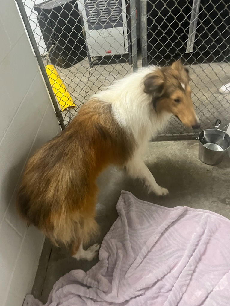 adoptable Dog in Pueblo, CO named Kent