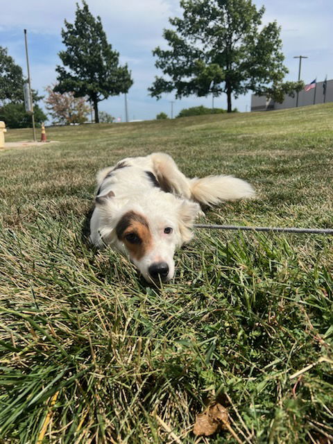 adoptable Dog in Pueblo, CO named Calico