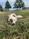 adoptable Dog in  named Calico