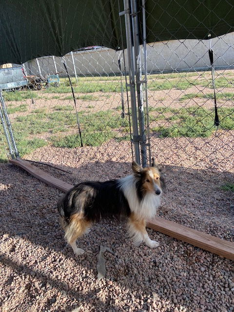 adoptable Dog in Pueblo, CO named Bruce