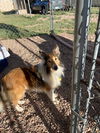 adoptable Dog in , CO named Mellow Fellow