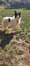 Skye (Collie puppy)