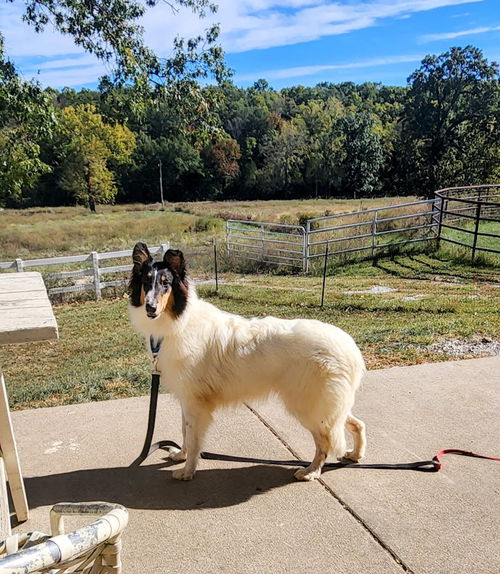 Skye (Collie puppy)