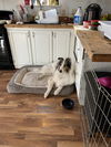 Laddie