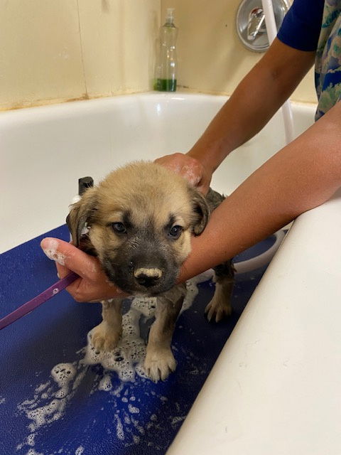 adoptable Dog in Pueblo, CO named Sonny