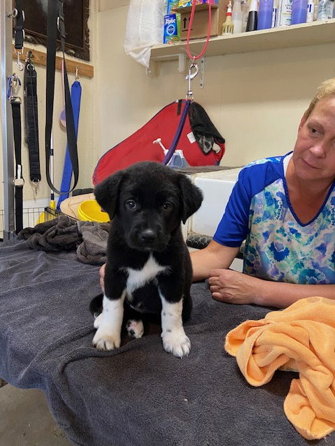 adoptable Dog in Pueblo, CO named Aretha