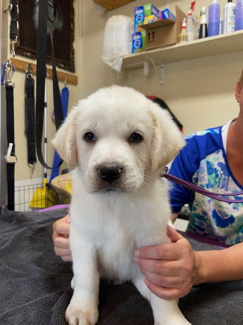adoptable Dog in Pueblo, CO named Lightfoot