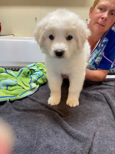adoptable Dog in Pueblo, CO named Reba