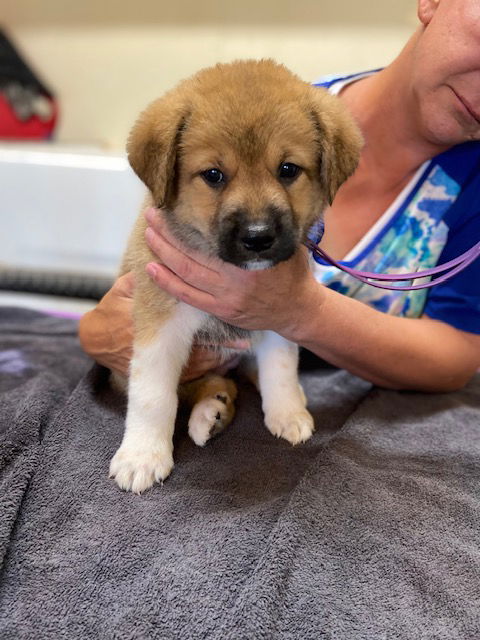 adoptable Dog in Pueblo, CO named Emmy Lou