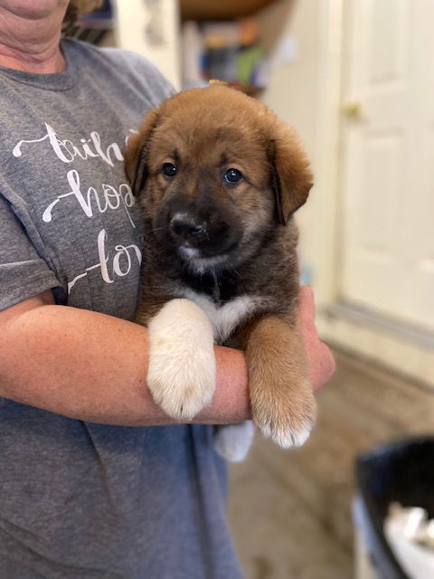 adoptable Dog in Pueblo, CO named Elvis