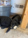 adoptable Dog in pueblo, CO named Whitney