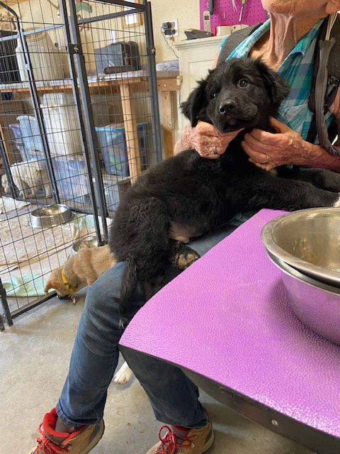 adoptable Dog in Pueblo, CO named Mathis