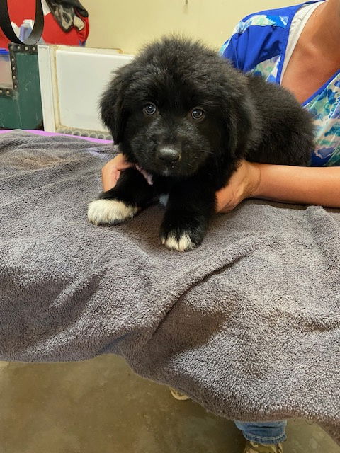 adoptable Dog in Pueblo, CO named Jackson