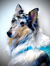 Bella Blu