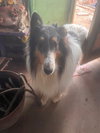 Finnegan