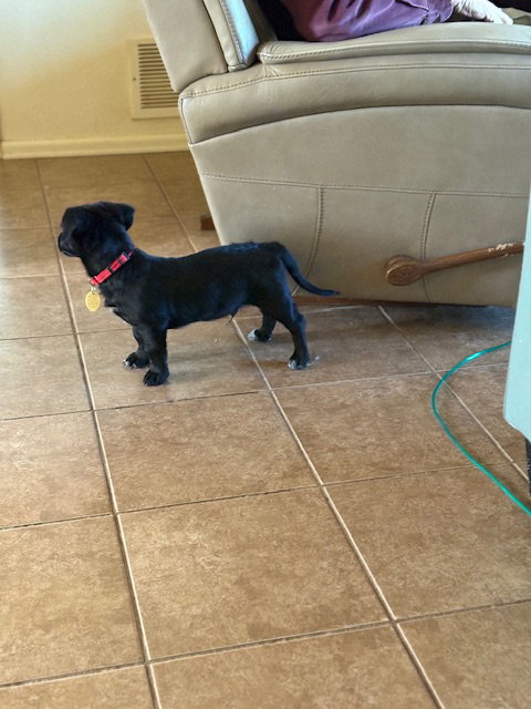 Scooby