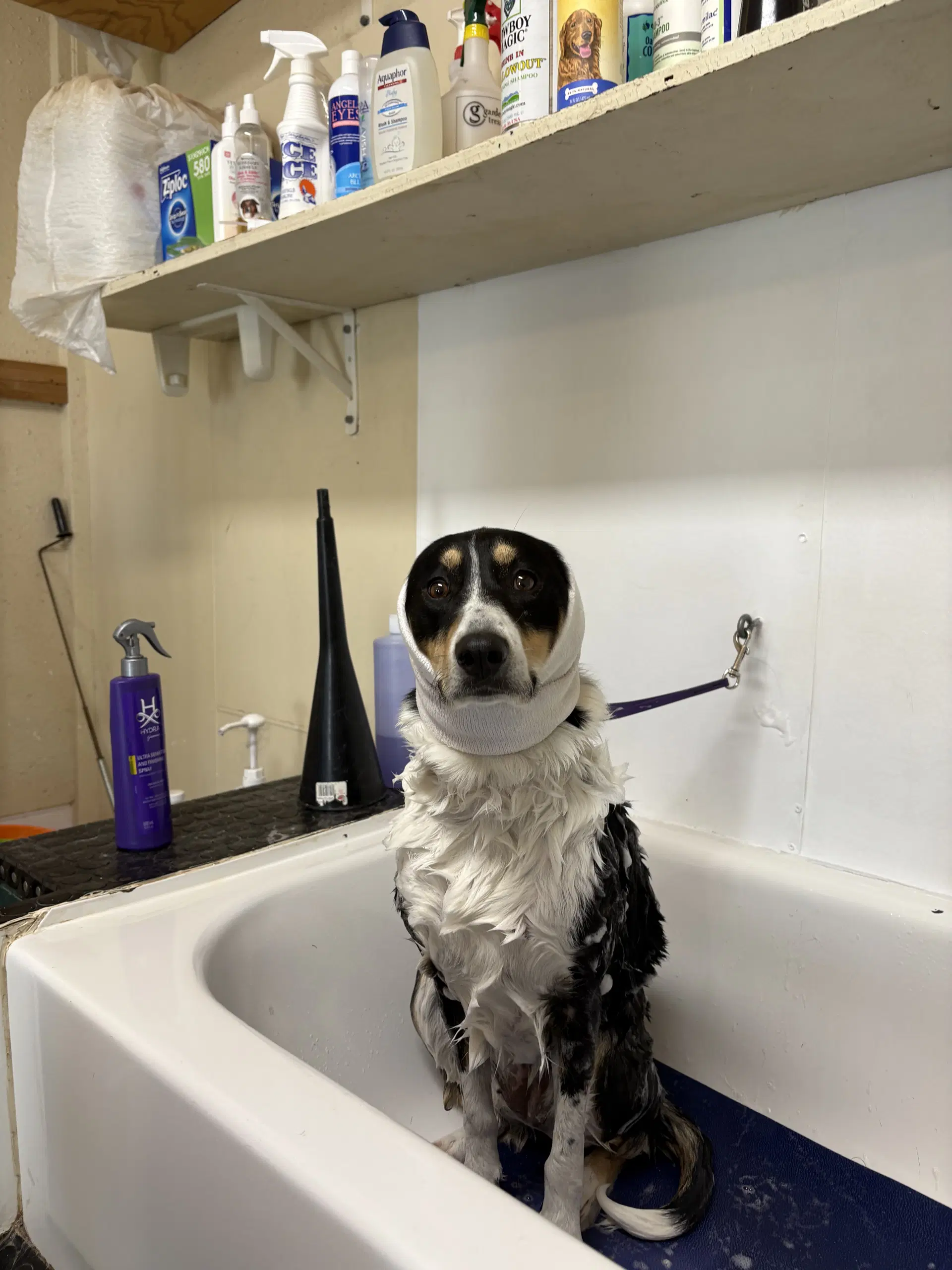 Bumblebee - Border Collie