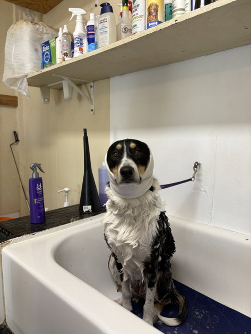 Bumblebee, a dog for adoption from Rocky Mountain Collie and Sheltie Rescue, Inc.