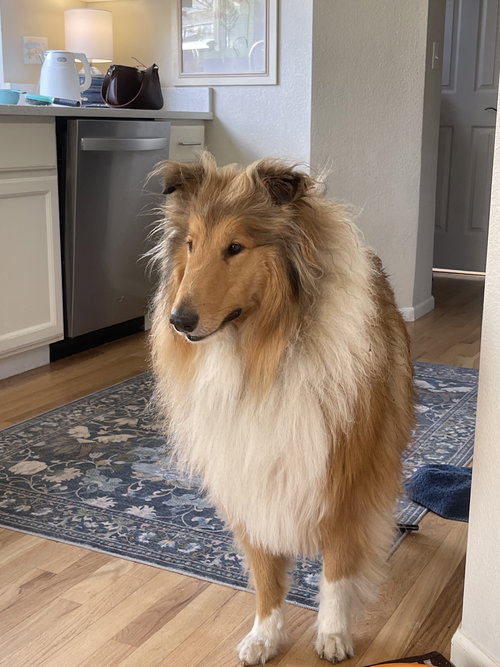 Wynn, an adoptable Collie in Pueblo West, CO