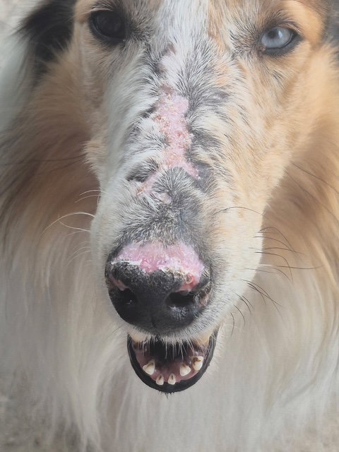 Bandit photo 4