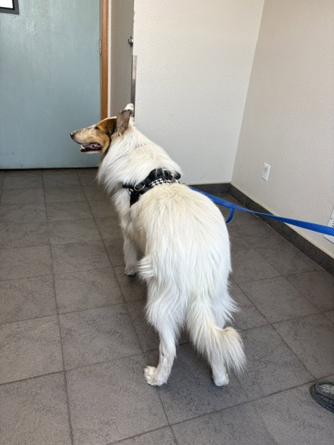 Bandit photo 3