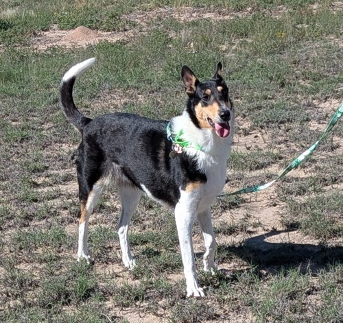 Lady, a dog for adoption from Rocky Mountain Collie and Sheltie Rescue, Inc.