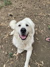 Simon