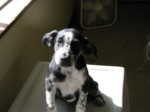Speckles