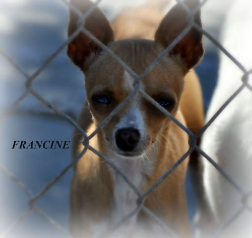 FRANCINE