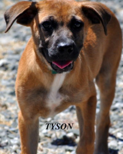 TYSON