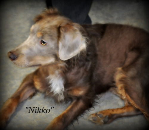 NIKKO