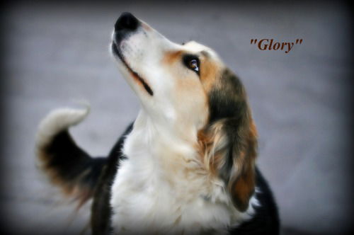 Glory