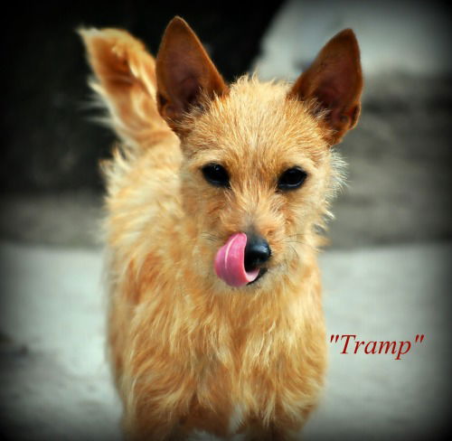 Tramp